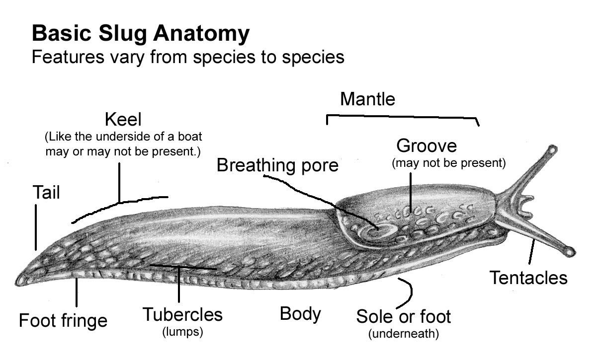 PHYLUM MOLLUSCA snail shell diagram 